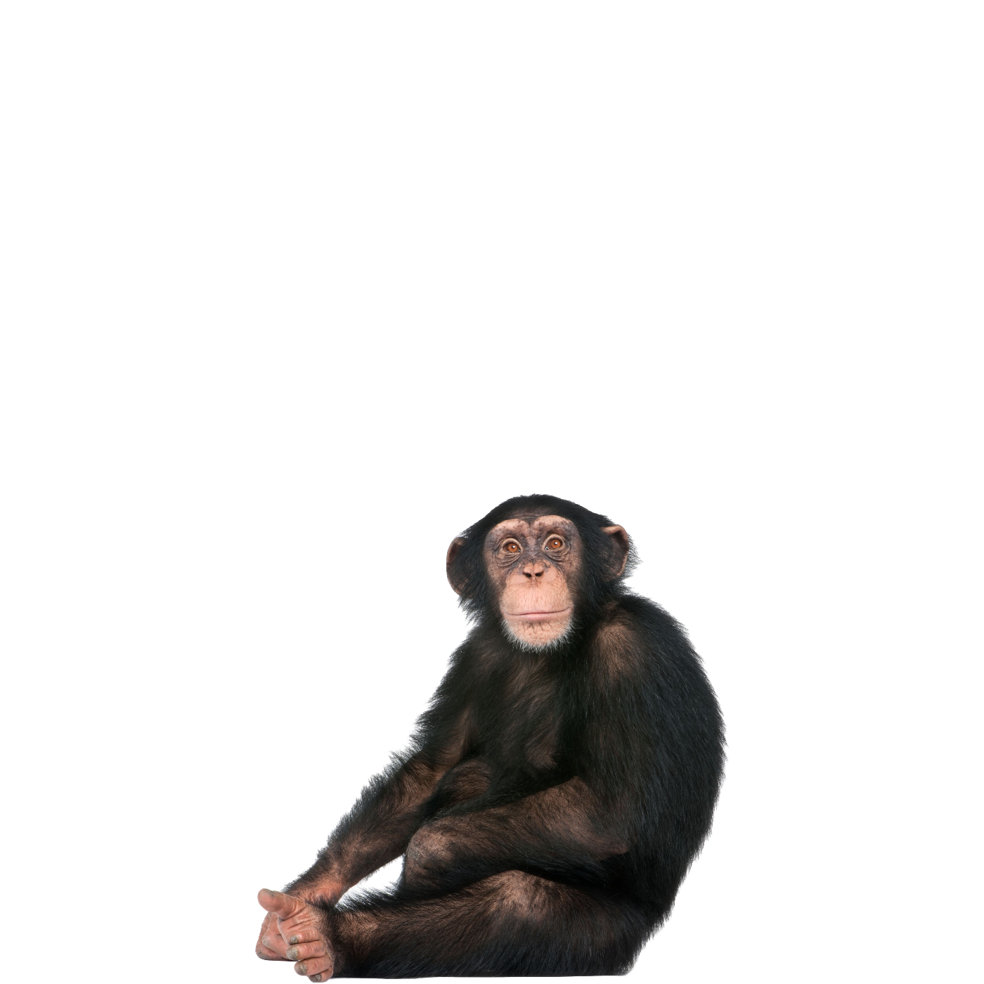 Chimpanzee PNG File