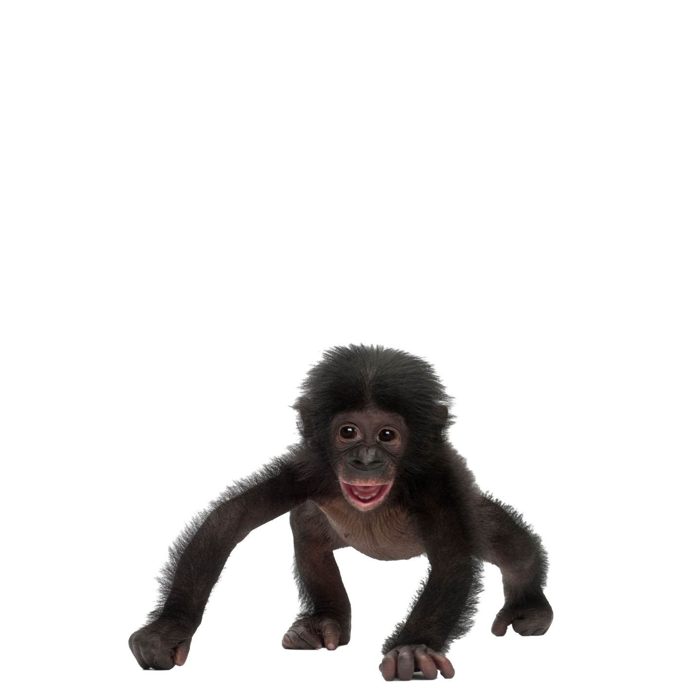 Chimpanzee PNG HD