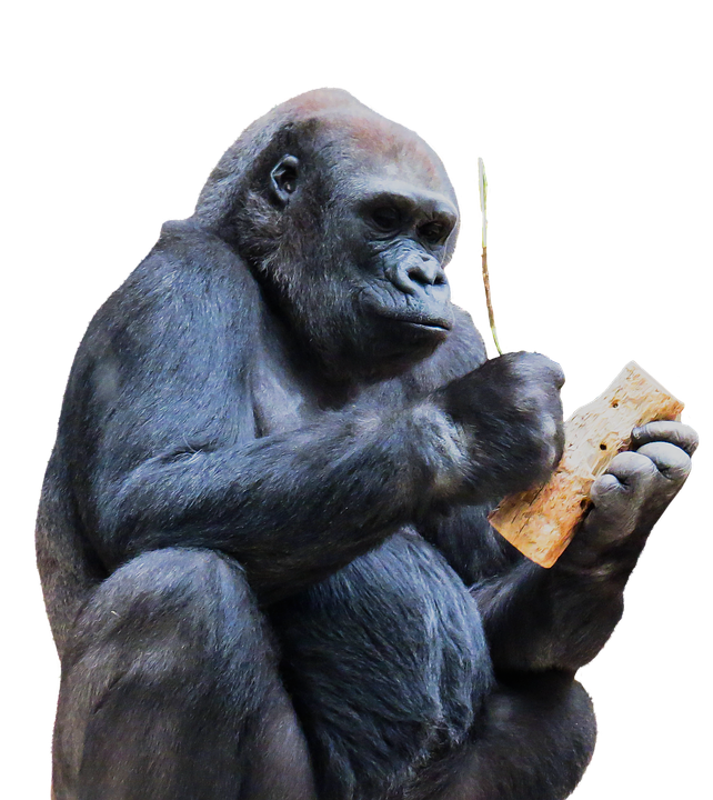 Chimpanzee PNG Isolated File