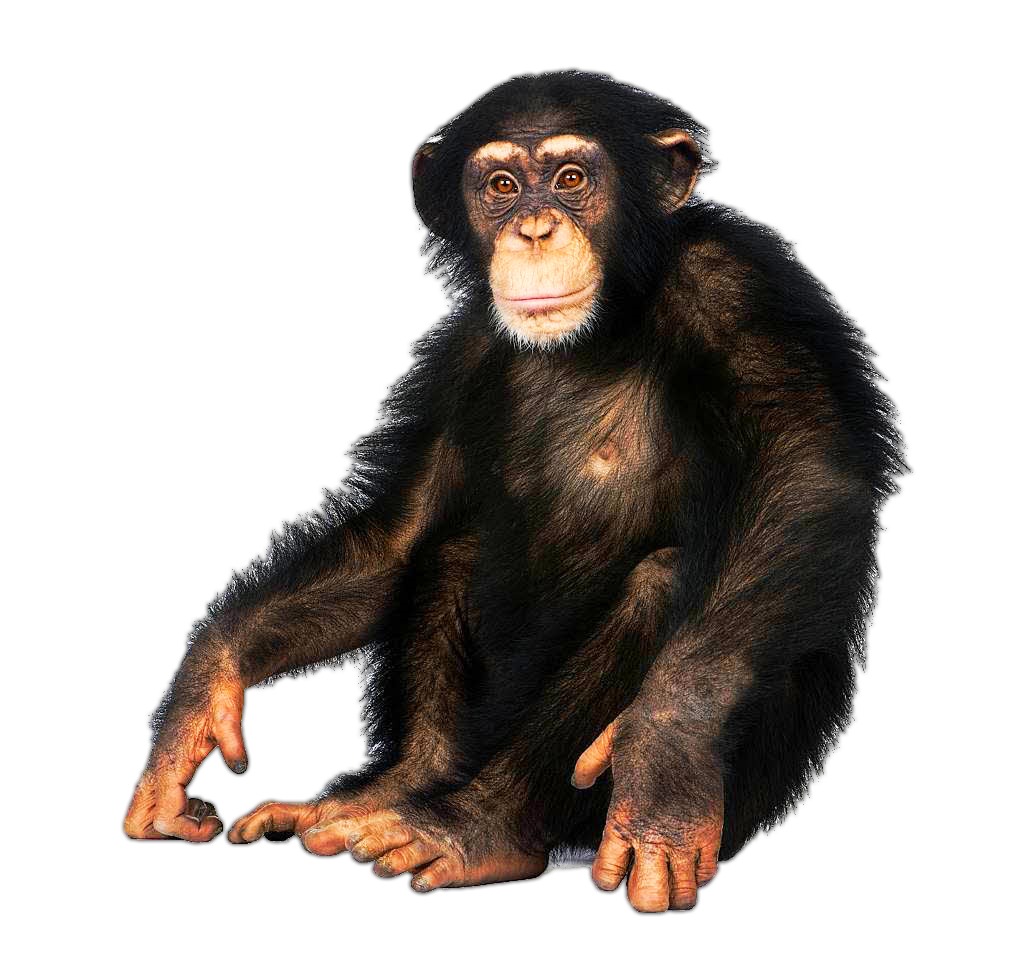 Chimpanzee PNG Isolated Pic