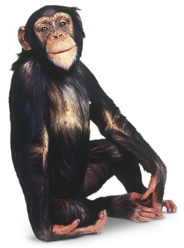 Chimpanzee PNG Picture
