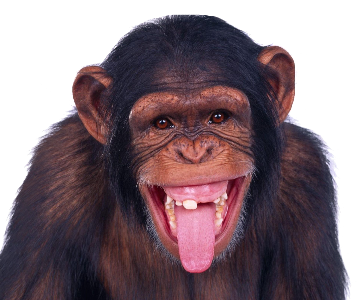 Chimpanzee PNG Transparent