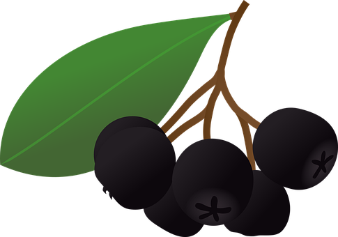 Chokeberry PNG Free Download