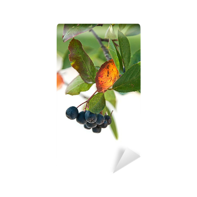 Chokeberry PNG Isolated HD