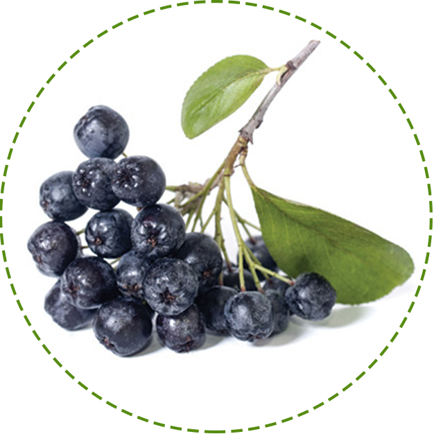 Chokeberry PNG Isolated Image