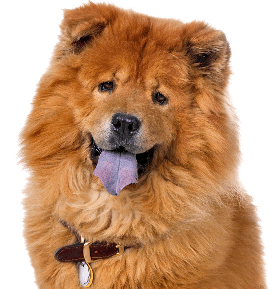 Chow Chow PNG Pic