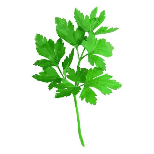Cilantro PNG Isolated HD