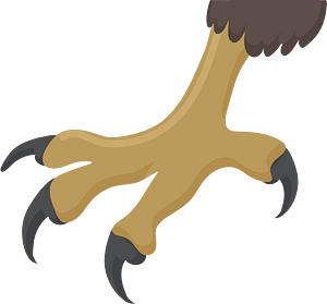 Claws PNG Pic