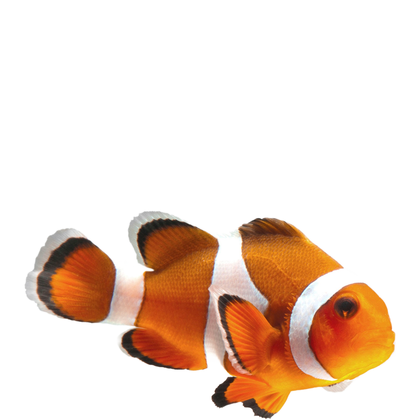 Clown Fish PNG Image