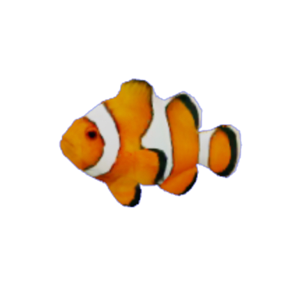 Clown Fish PNG Isolated HD