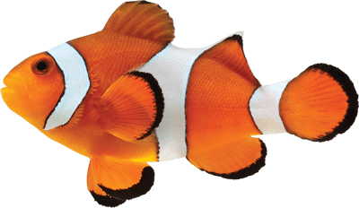 Clown Fish PNG Photo