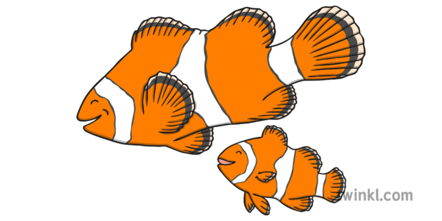 Clownfish Clipart Transparent  Clown Fish Drawing  Free Transparent PNG  Download  PNGkey