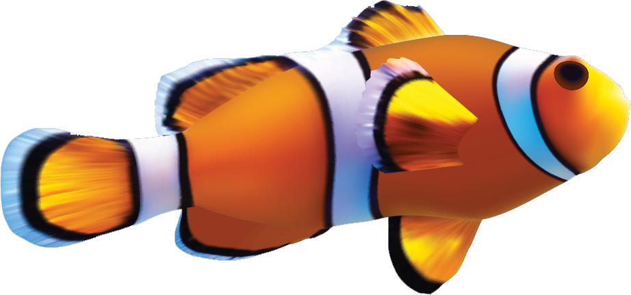 Clown Fish PNG