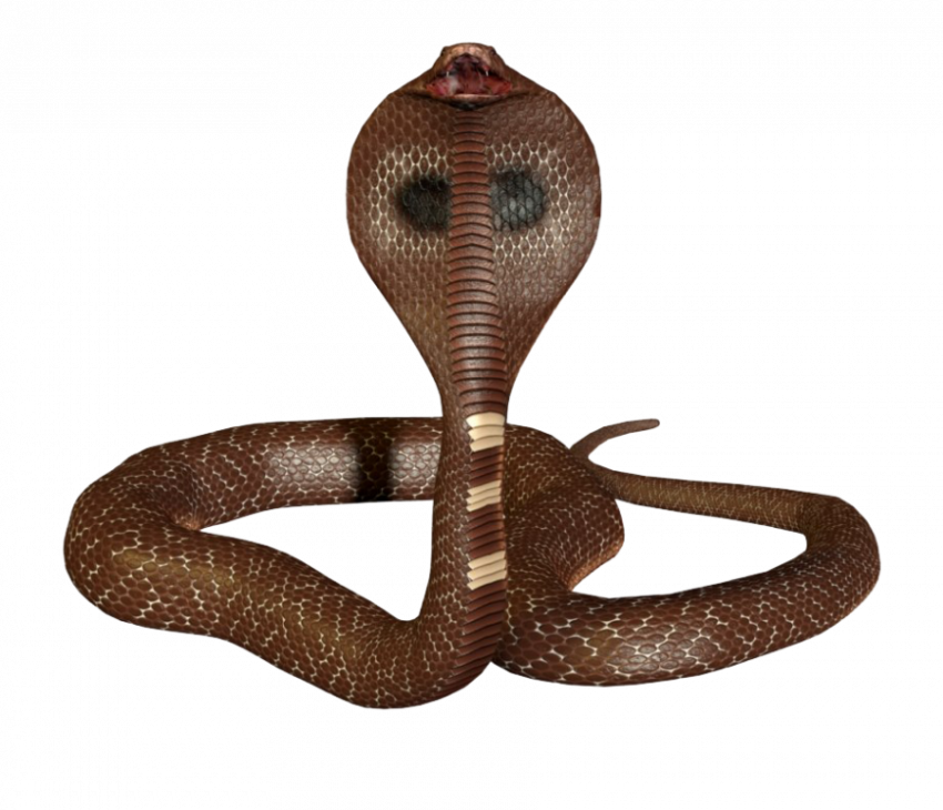 Cobra PNG Isolated HD