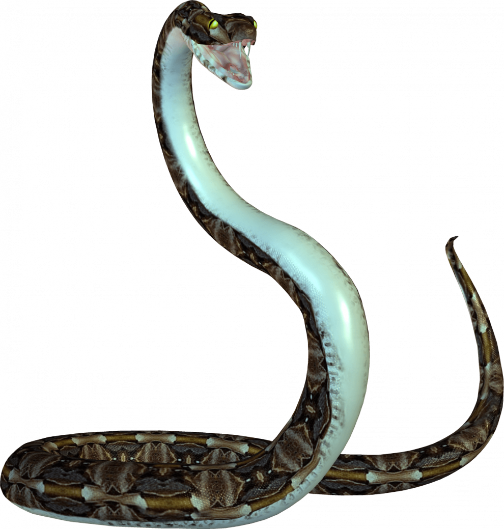 Cobra PNG Isolated Pic