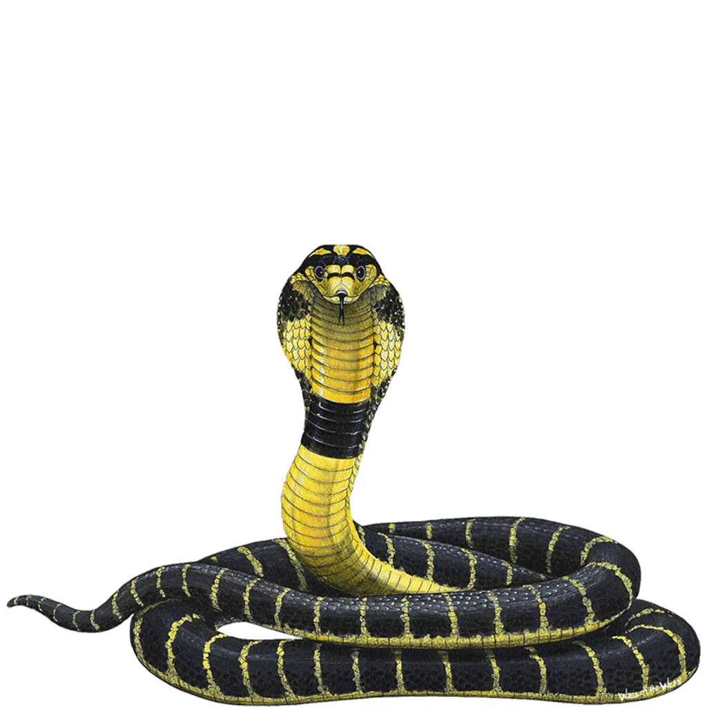 Cobra PNG Photo