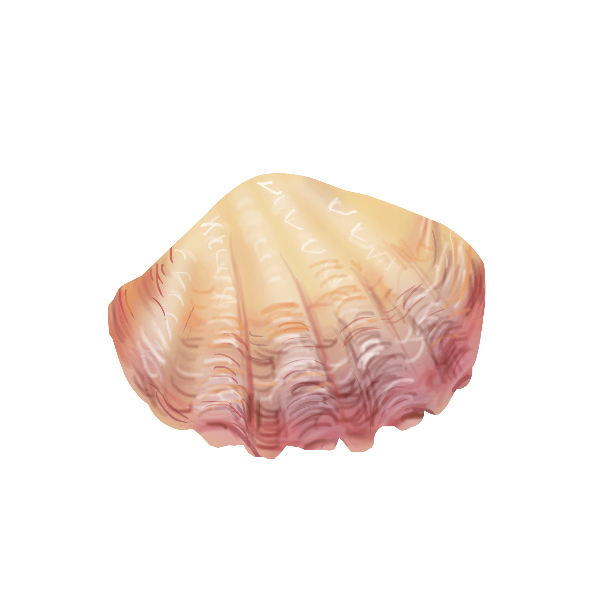 Cockle PNG HD