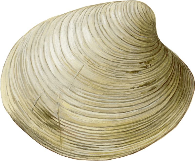 Cockle PNG Image