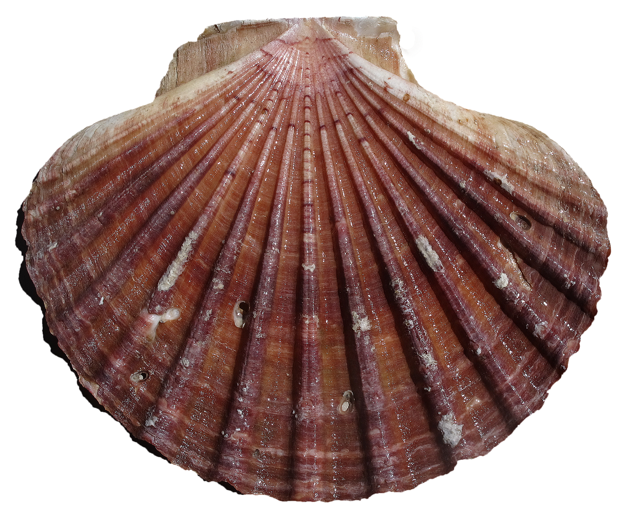 Cockle PNG Isolated HD