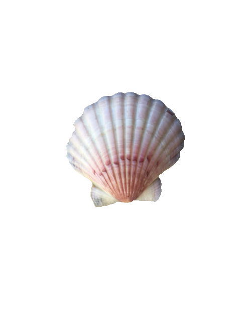 Cockle PNG Photos