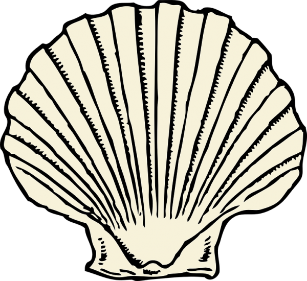 Cockle PNG Picture