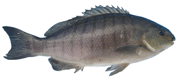 Common Bream Download PNG Image