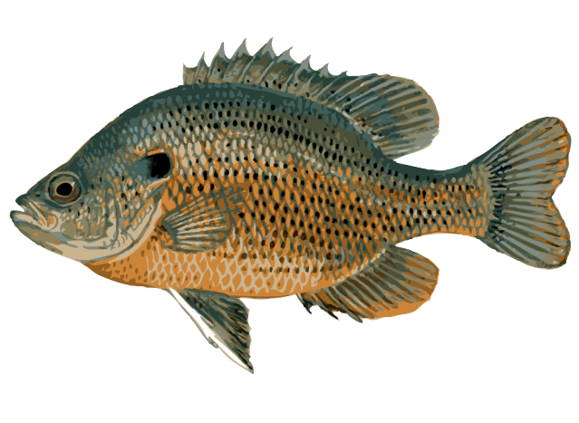 Common Bream PNG Clipart