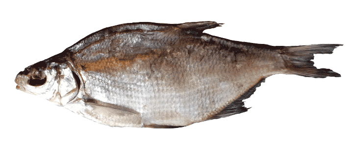 Common Bream PNG Free Download