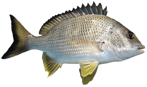 Common Bream PNG HD