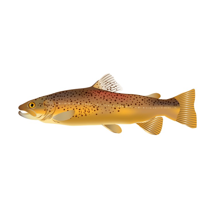Common Bream PNG Image