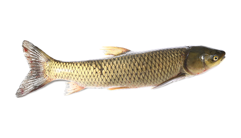 Common Bream PNG Isolated File