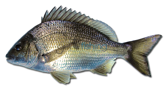 Common Bream PNG Isolated Image