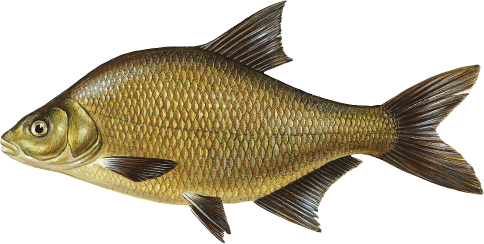 Common Bream PNG Isolated Photo