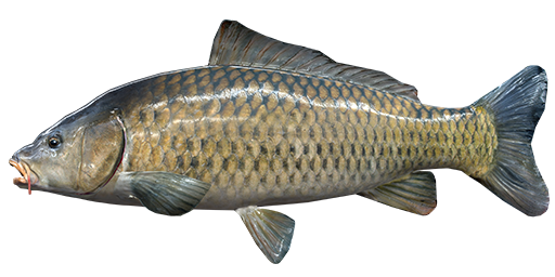 Common Bream PNG Isolated Pic