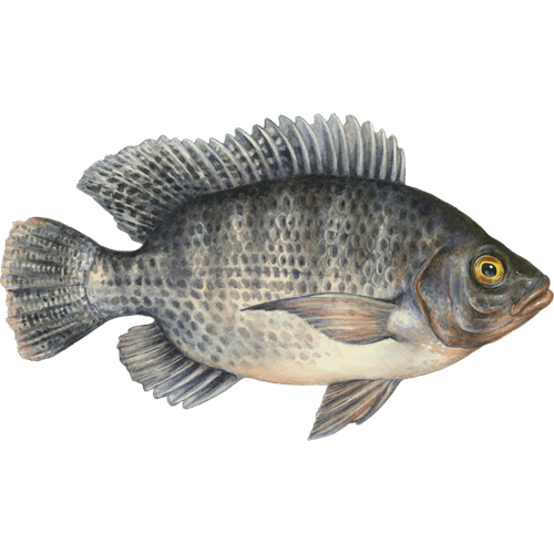 Common Bream PNG Photos