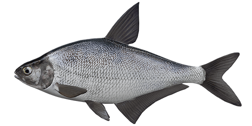 Common Bream PNG Pic
