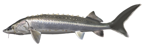 Common Bream PNG Picture