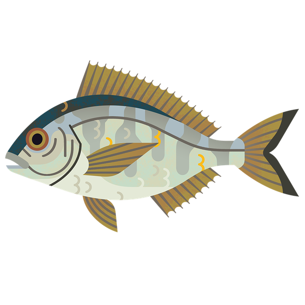 Common Bream PNG