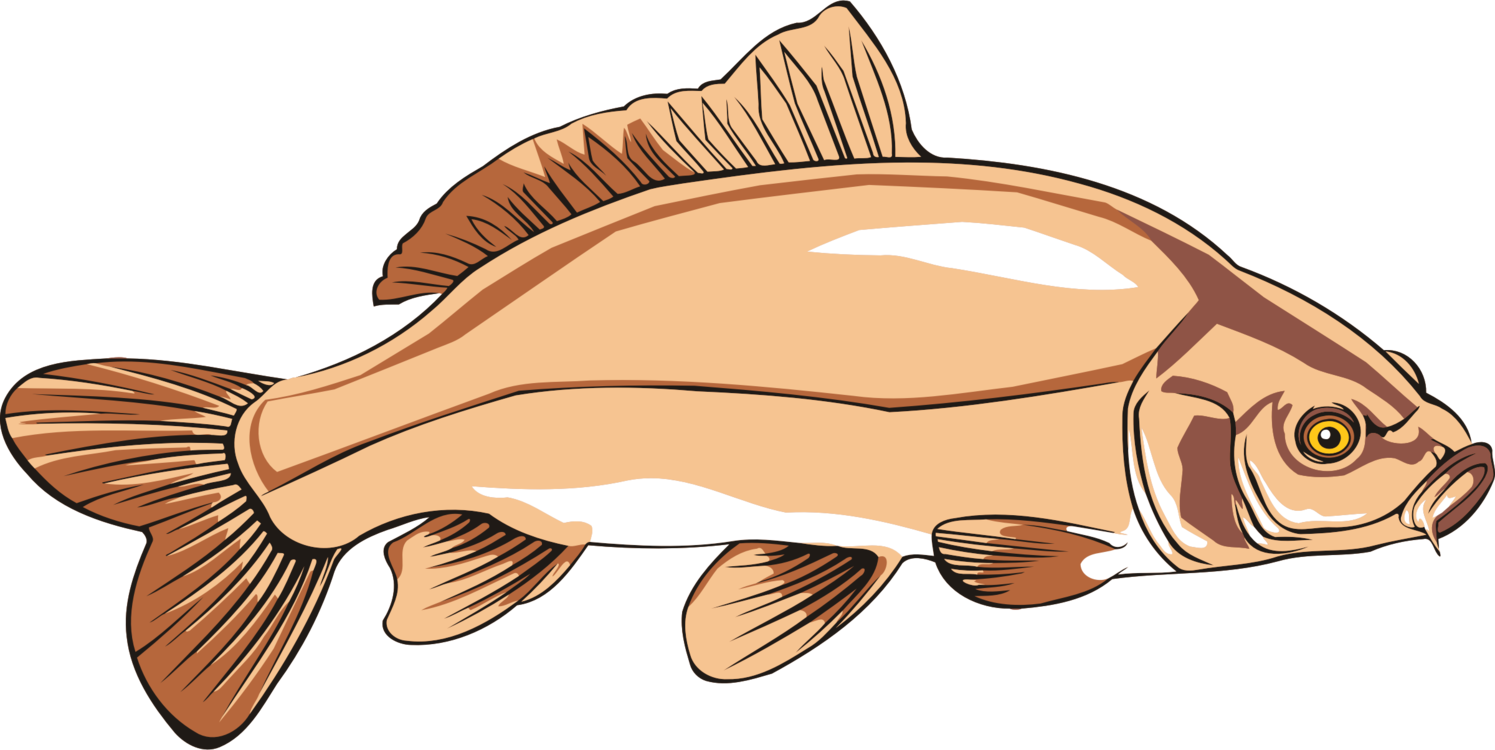 Common Carp PNG Isolated Image
