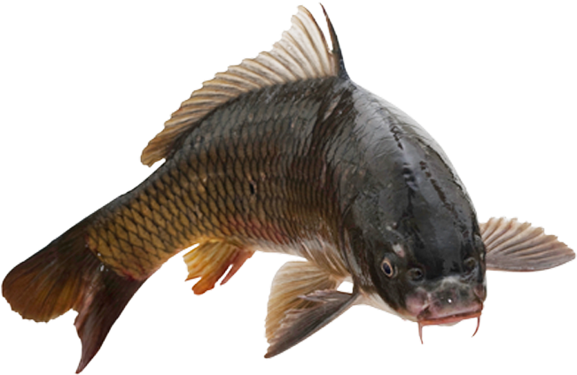 Common Carp PNG Isolated Pic