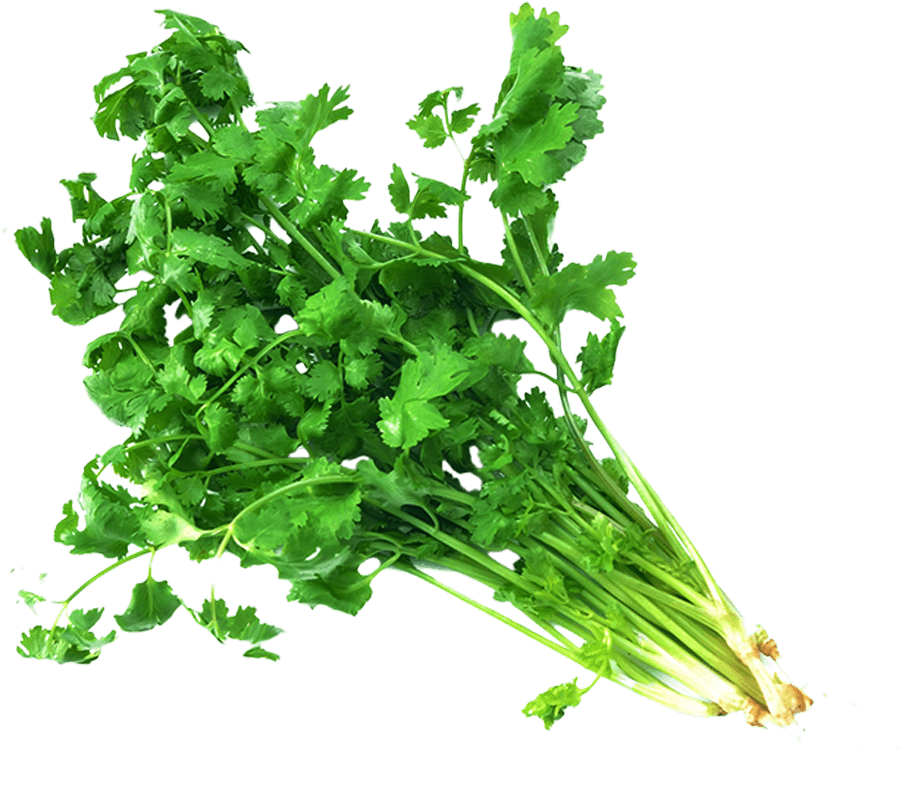 Coriander PNG Free Download