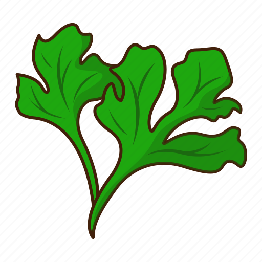 Coriander PNG Isolated HD