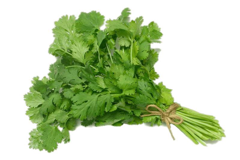 Coriander PNG Pic