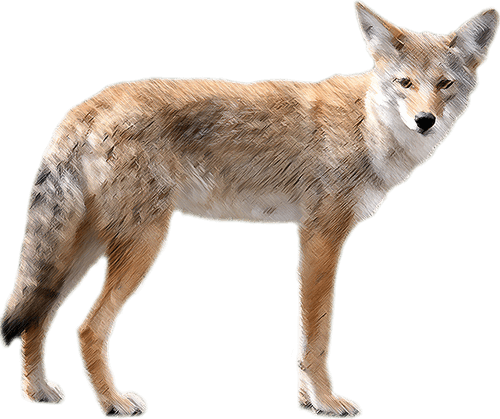 Coyote PNG Free Download