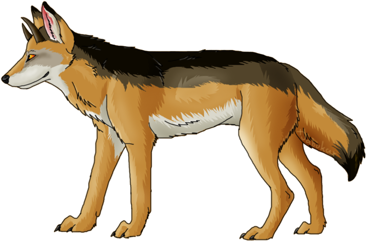 Coyote PNG Isolated Photo