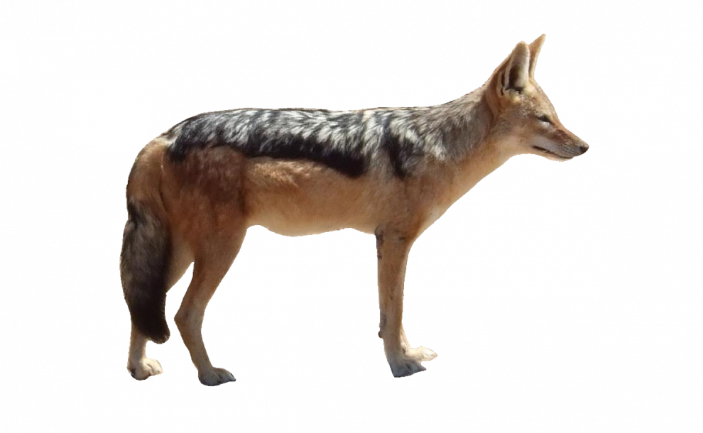 Coyote PNG Isolated Pic