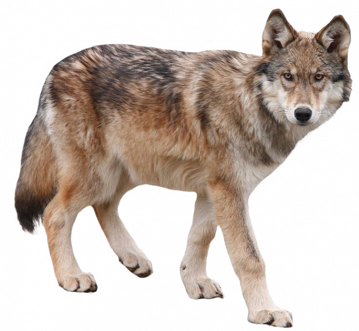 Coyote PNG Photos