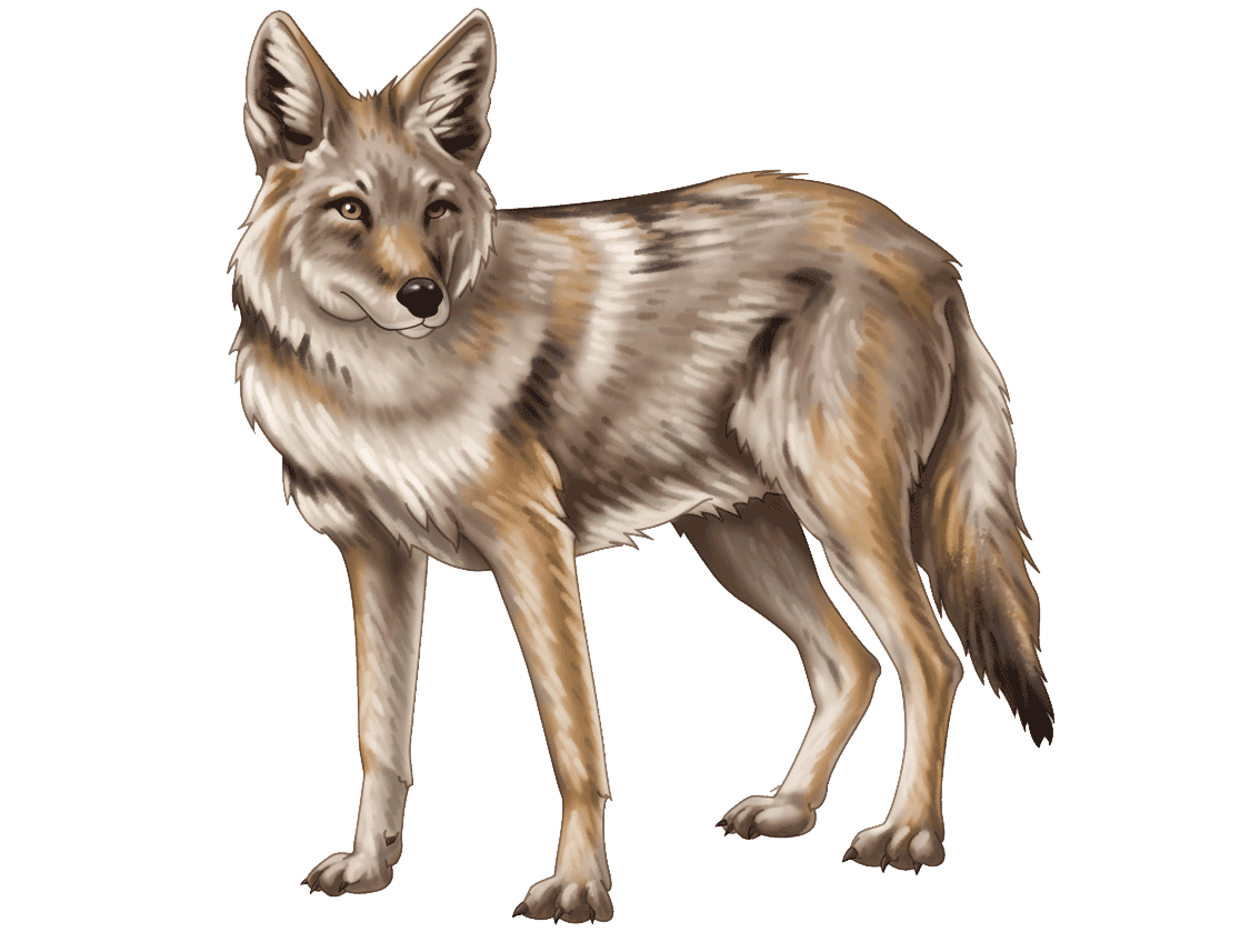 Coyote Transparent PNG
