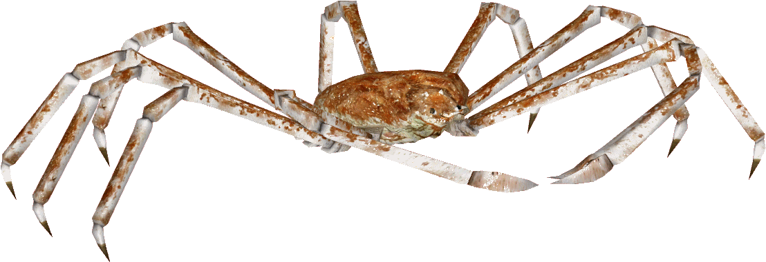 Crab Spiders PNG Free Download