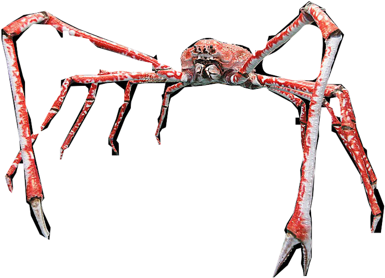 Crab Spiders PNG HD